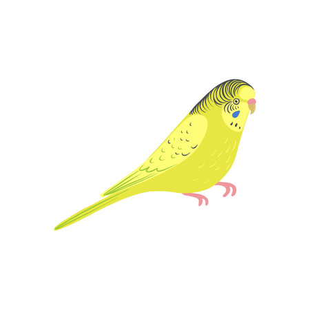 vector drawing bird, budgerigarのイラスト素材