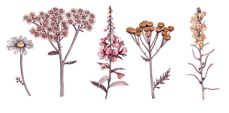 watercolor drawing wild flowersの写真素材