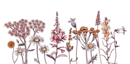 watercolor drawing wild flower , tansyの写真素材