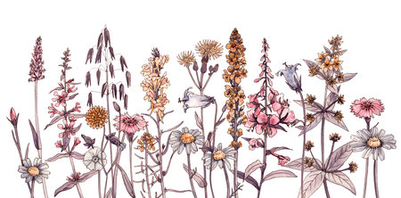 watercolor drawing wild flowersの写真素材