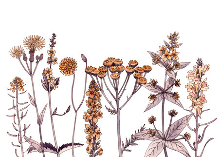 watercolor drawing wild flowersの写真素材