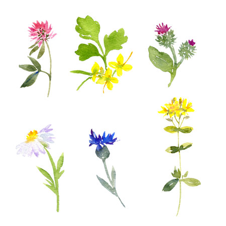 watercolor drawing wild flowersの写真素材