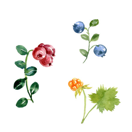 watercolor drawing plants of berryの写真素材