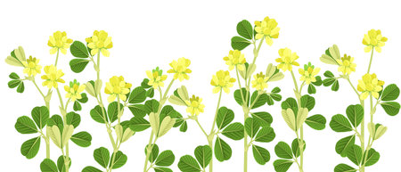 vector drawing wild flower, lesser trefoilのイラスト素材