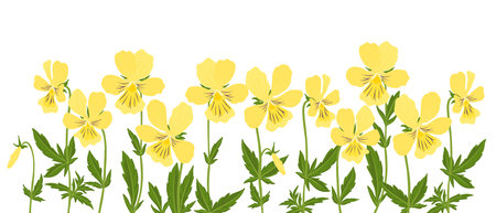 vector drawing wild flowers, mountain pansyのイラスト素材