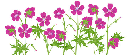 vector drawing wild flowers, bloody cranes-billのイラスト素材