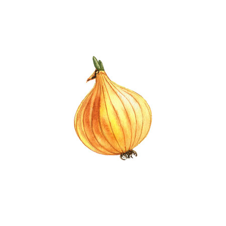 watercolor drawing yellow onion bulbの写真素材