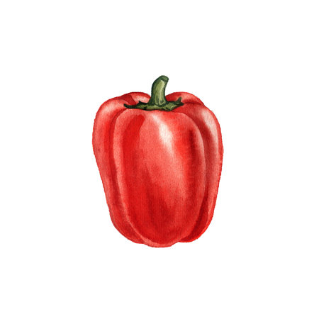 watercolor drawing red bell pepperの写真素材
