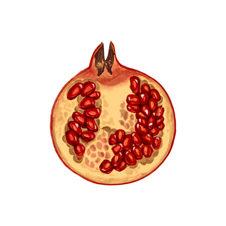 drawing fruit, red pomegranateの写真素材