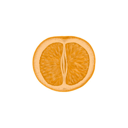 drawing fruit, orange isolated at whiteの写真素材