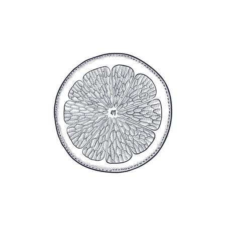 vector drawing fruit, orange isolated at whiteのイラスト素材