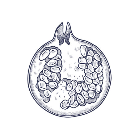vector drawing fruit, red pomegranateのイラスト素材