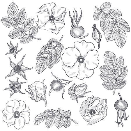 drawing wild rose flower and leafのイラスト素材
