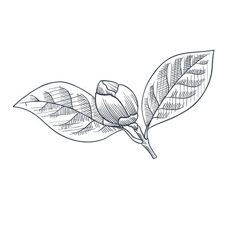 drawing Japanese camellia flower and leavesのイラスト素材