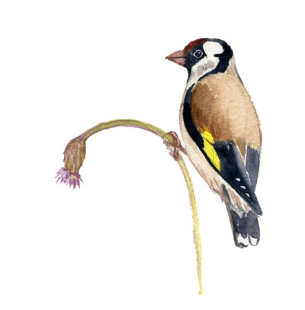 European goldfinch bird at plantの写真素材