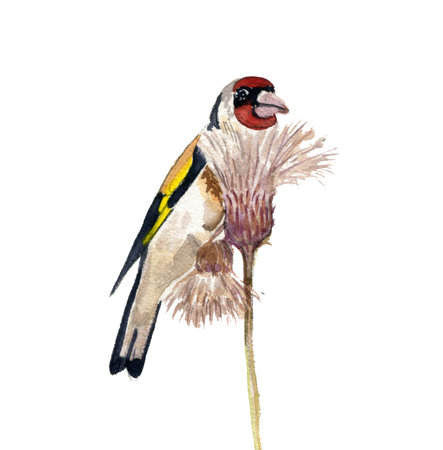 European goldfinch bird at plantの写真素材