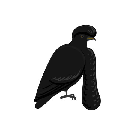 vector drawing bird, long-wattled umbrellabirdのイラスト素材