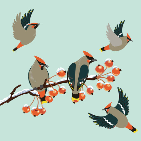 vector drawing bird, bohemian waxwingのイラスト素材