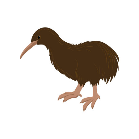 vector drawing bird, kiwiのイラスト素材