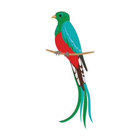 vector drawing bird, resplendent quetzalのイラスト素材
