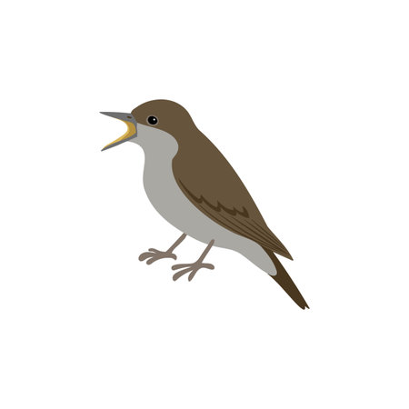 vector drawing bird, thrush nightingaleのイラスト素材