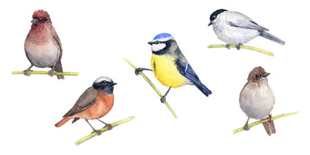 watercolor drawing set of birdsの写真素材