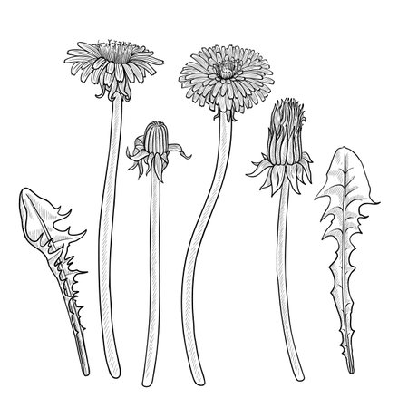 vector drawing flowers, vintage style elementsのイラスト素材