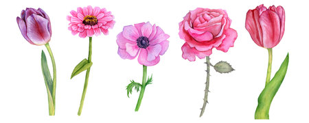 watercolor drawing garden flowersの写真素材