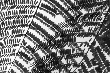 Siluet fern close up. Black and white textureの写真素材