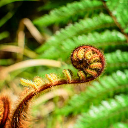 Curled  young leaf of fern  Nature background  Close-up の写真素材