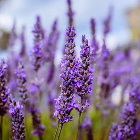 Lavender Flowers