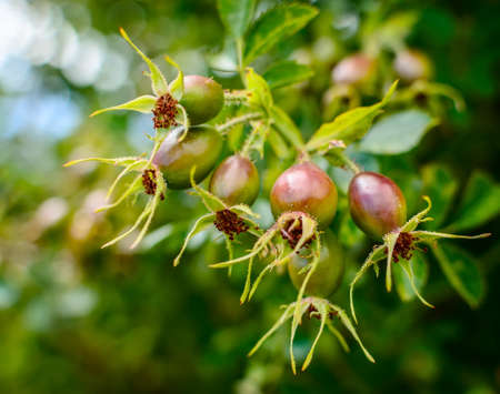 A bunch of  ripening  rosehips on vine.の写真素材