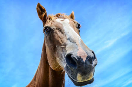 close-up beautiful  horse portrait on blue sky, New Zealandの写真素材