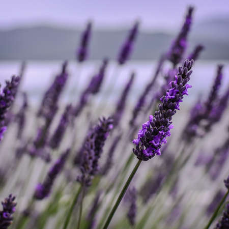 Lavender Flowers blooming in field. New Zealandの写真素材
