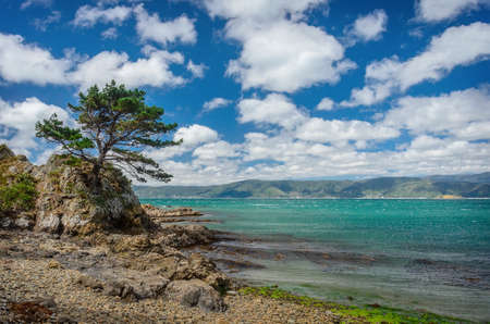 Pine-tree overlooking the sea, at a rocky coast, in Wellington, North Island, New Zealandの写真素材