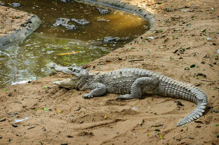 Crocodile farm near Chennai, Tamil Nadu, South India