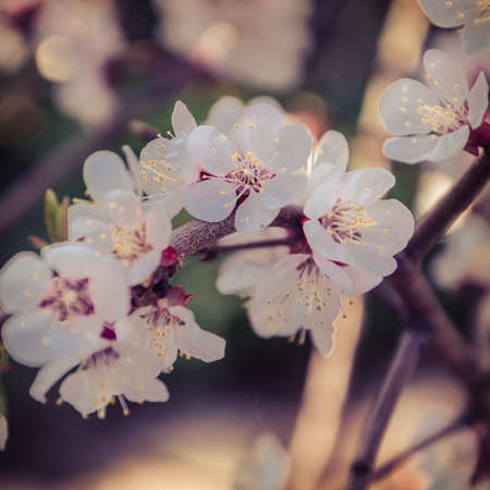 Flowers of a tree of an apricot. Floral background in vintage style with soft selective focus,...