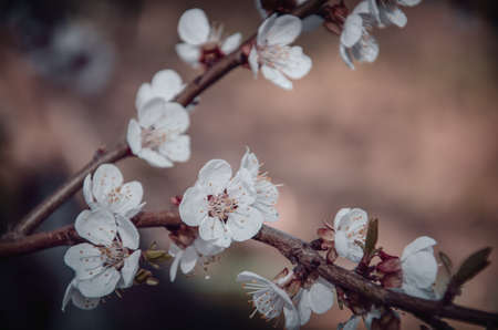Flowers of a tree of an apricot in vintage style