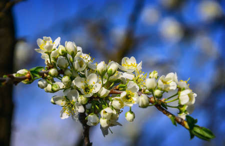 Blossoming tree of an apple-tree. Spring season