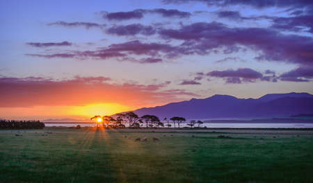 Purple sunset over New Zealand, Pacipic ocean and landscape with sheepsの写真素材