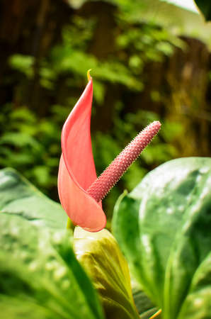Flamingo flower or Anthurium flower in the  Wellington Botanic Garden, New Zealandの写真素材