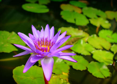 lilac lily floating on a blue waterの写真素材