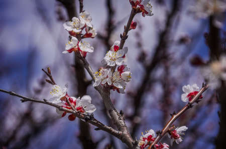 Flowers of a tree of an apricot against the blue skyの写真素材