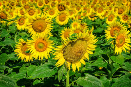 Beautiful blooming field of sunflower background with insectの写真素材