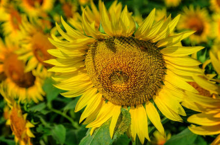Bees collect nectar from beautiful  yellow sunflowerの写真素材