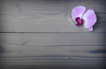 Pink orchid on the grey wooden background.の写真素材