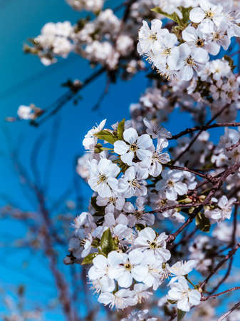 Flowers of the cherry blossoms on a spring dayの写真素材