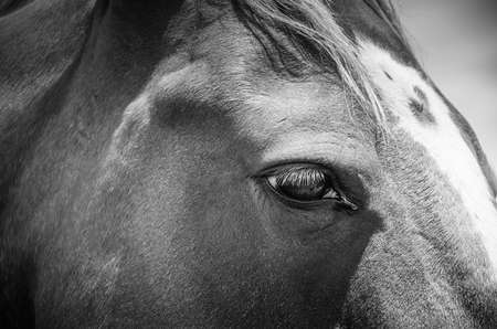 horses eye. closeup of brown horses head. selective focusの写真素材