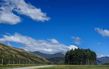 Pine trees beside the road on a background of hills. South Island, New Zealandの写真素材