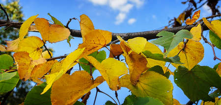 Close-up of autumn leaves on the branches against the blue sky